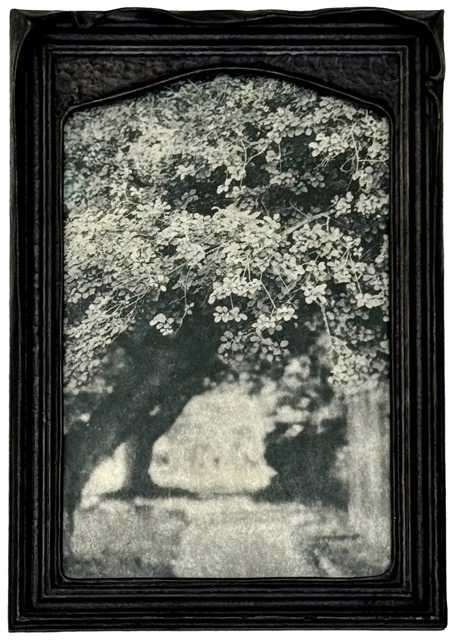 Wendi Schneider, Beneath the Boughs, 2024