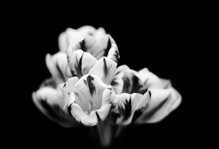 Allen Cooley, Innocence, 2014