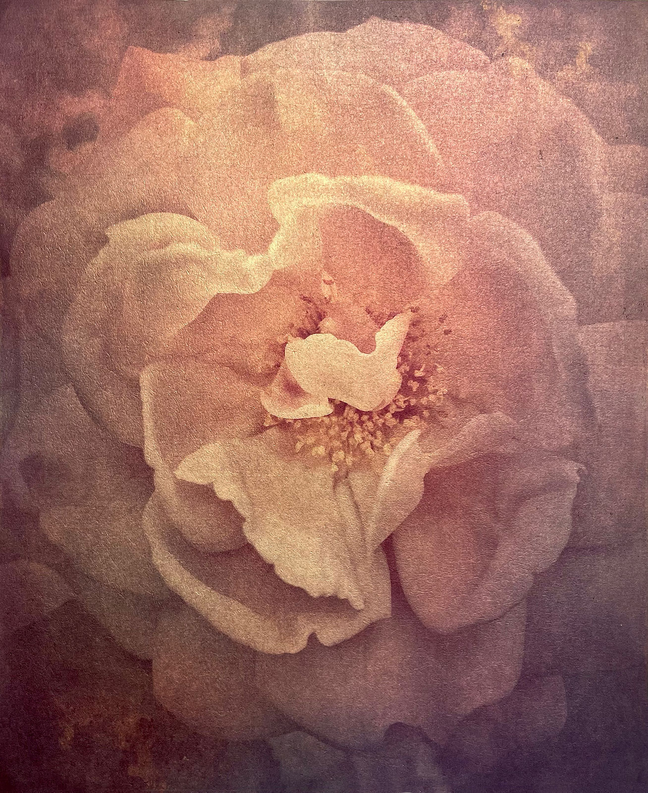 Wendi Schneider, Tudor Rose, 2017