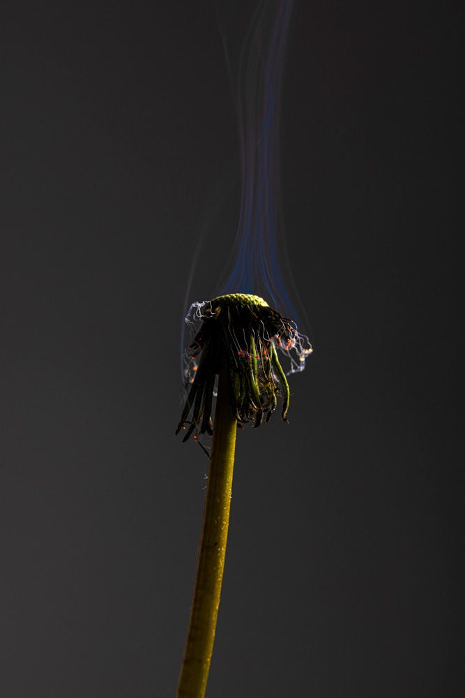 Allen Cooley, Dandelion 1, 2020