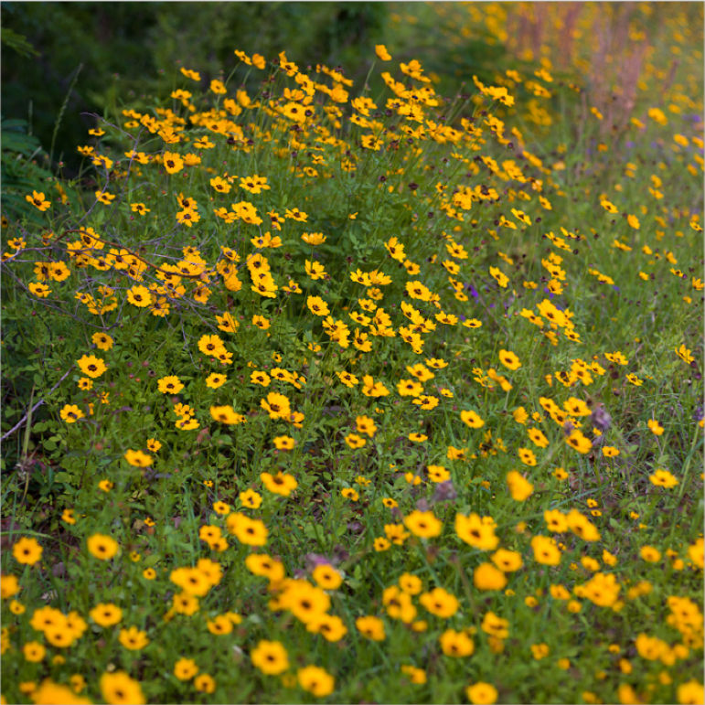 Allen Cooley, Flowers, 2012