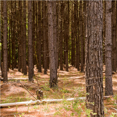 Allen Cooley, Tree Trunks, 2012