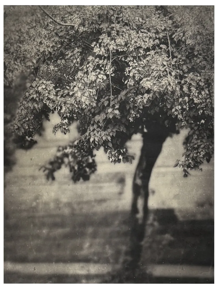 Wendi Schneider, The Maple's Sigh, 2024