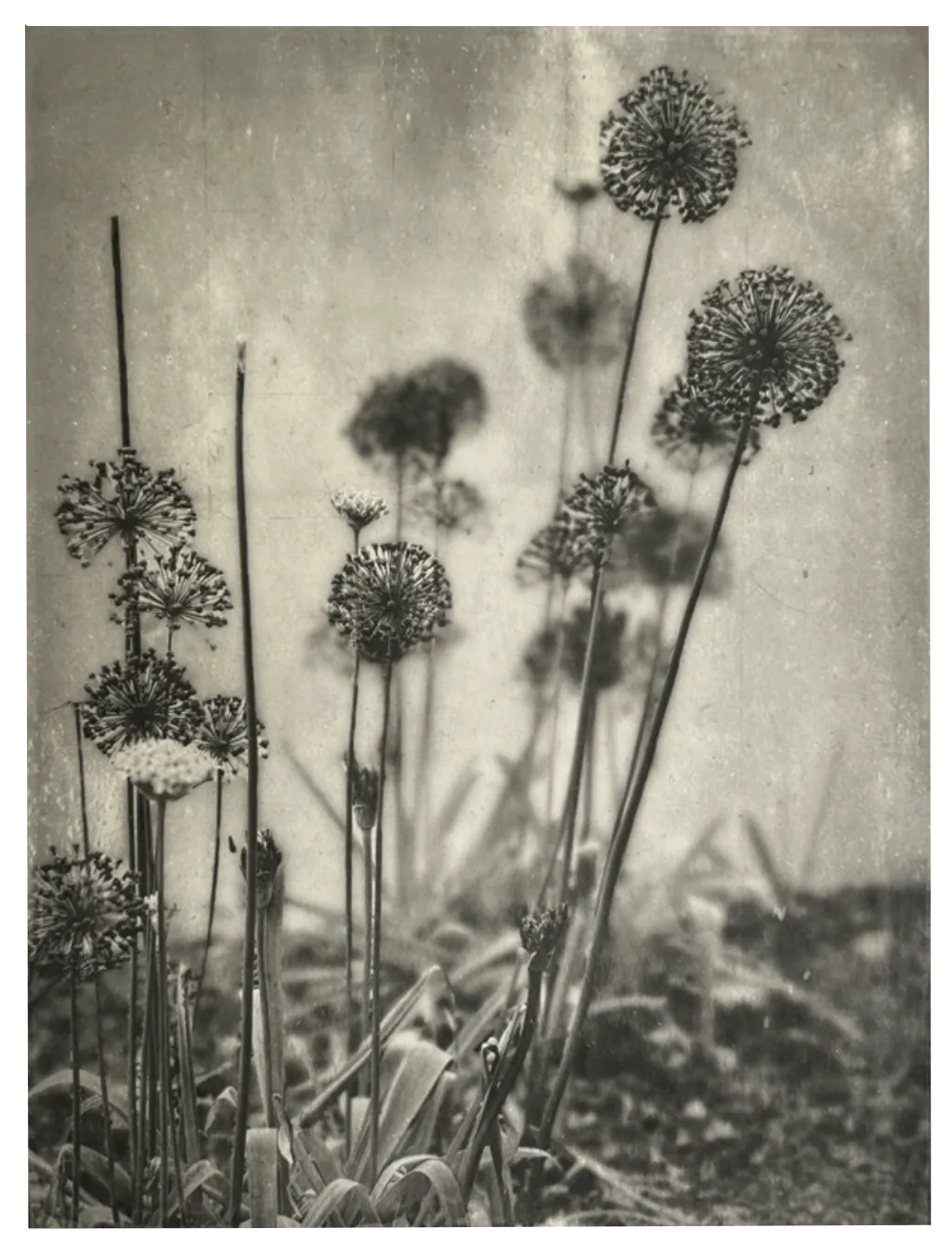 Wendi Schneider, Allium IV, 2025