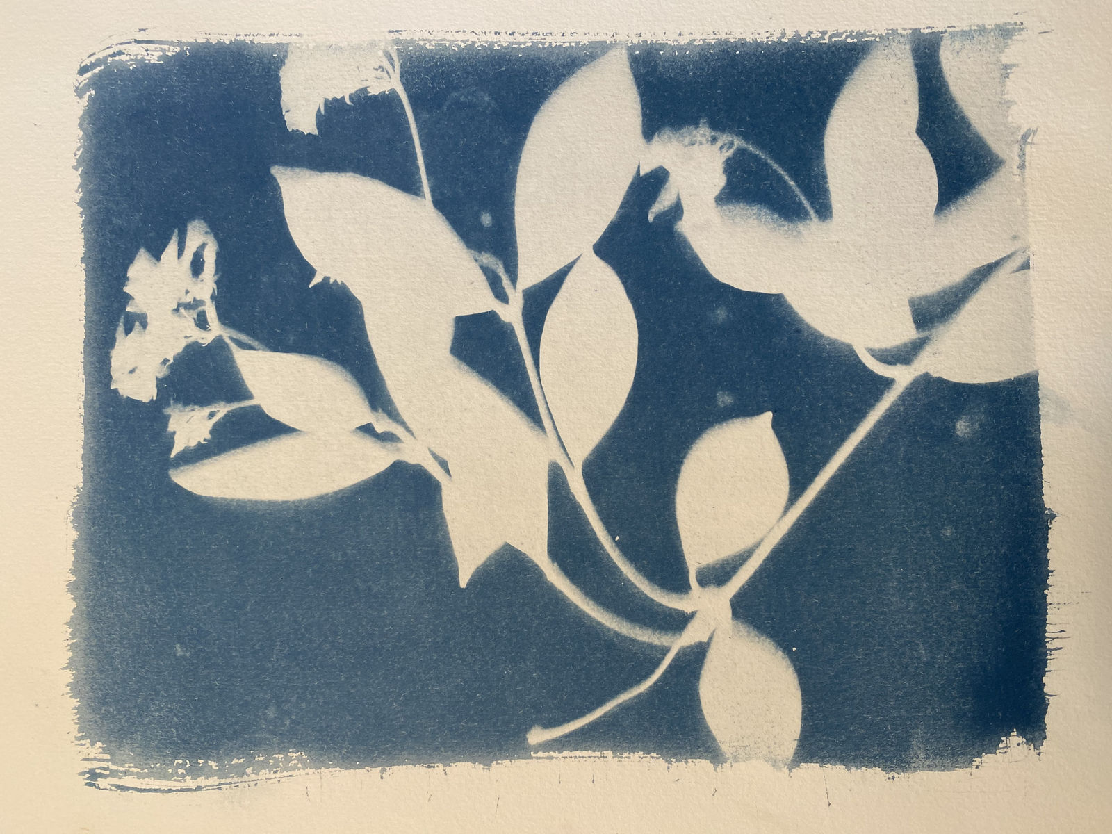 Keris Salmon, Jasmine, 2020