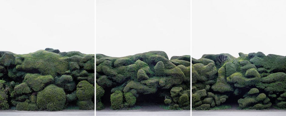 Dezső Tamás (1978), Sövény, 2017