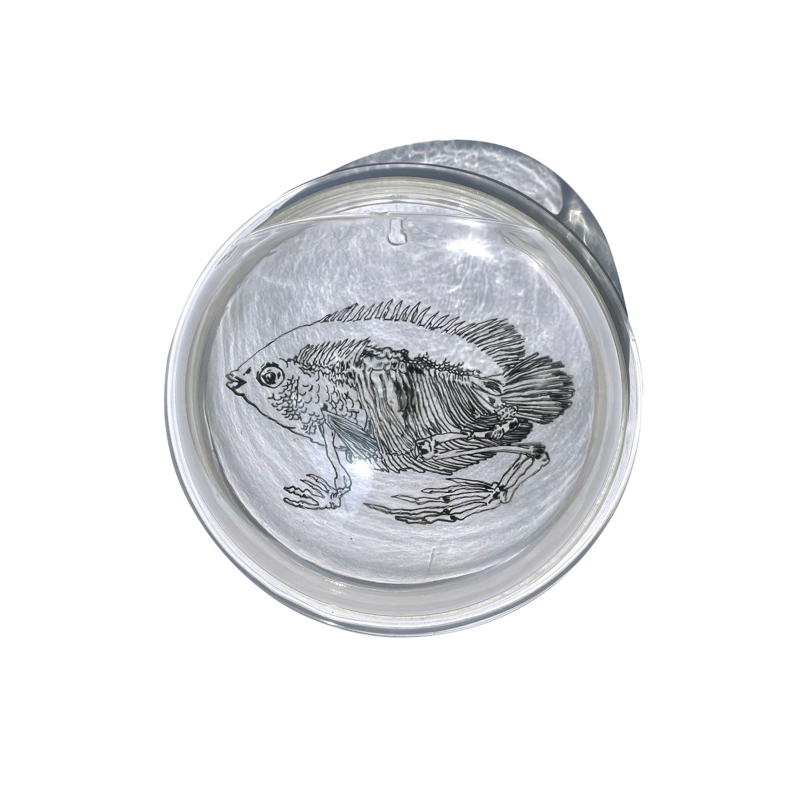 Rega Ayundya Putri, Flumutationes: Helostoma ossum, 2023