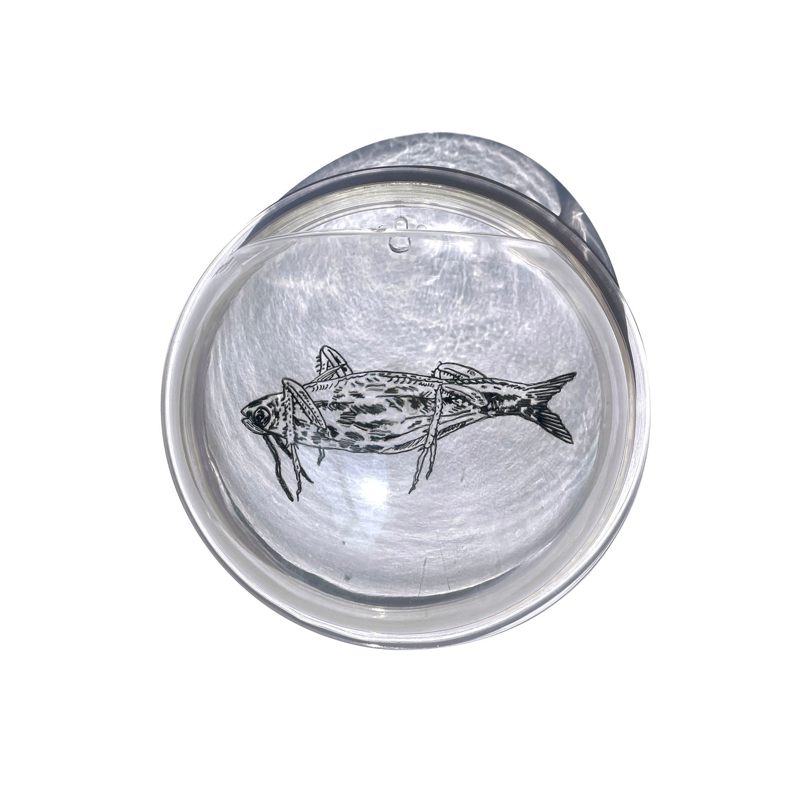 Rega Ayundya Putri, Flumutationes: Periplaneta hexanema, 2023