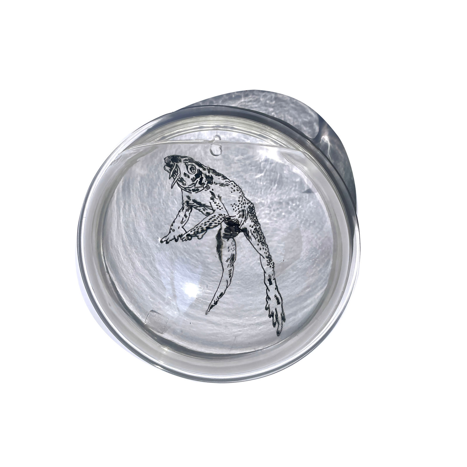 Rega Ayundya Putri, Flumutationes: Rhinella tambroides, 2023