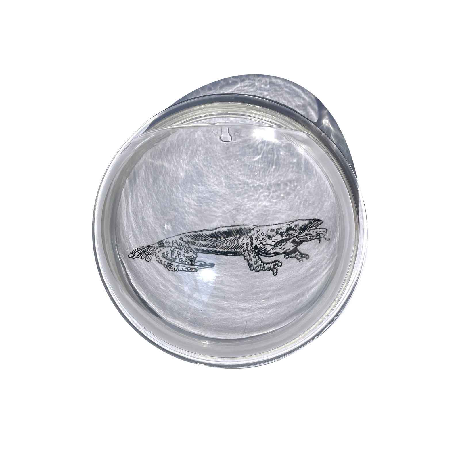 Rega Ayundya Putri, Flumutationes: Wallago asper, 2023