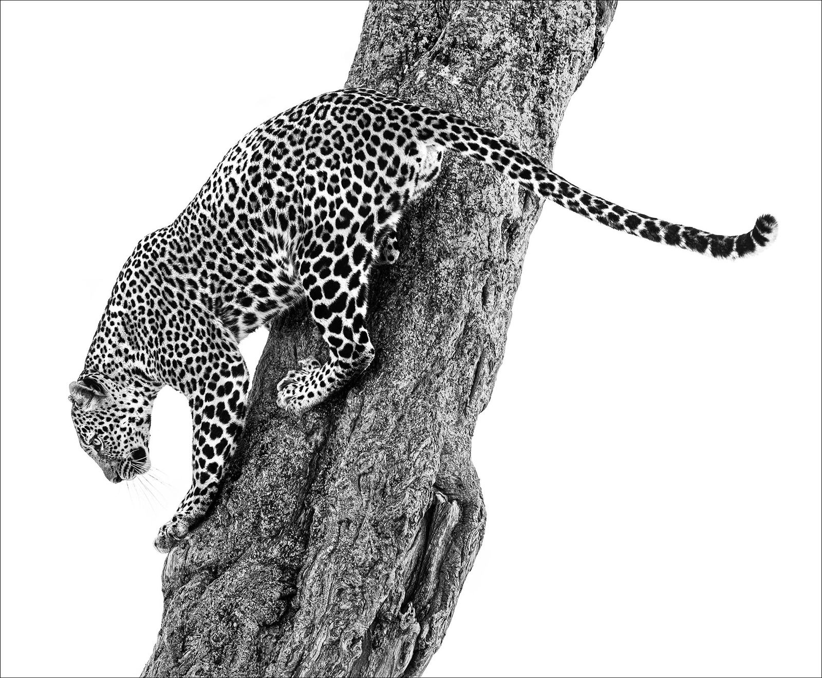 LARS BEUSKER, SPOTTED