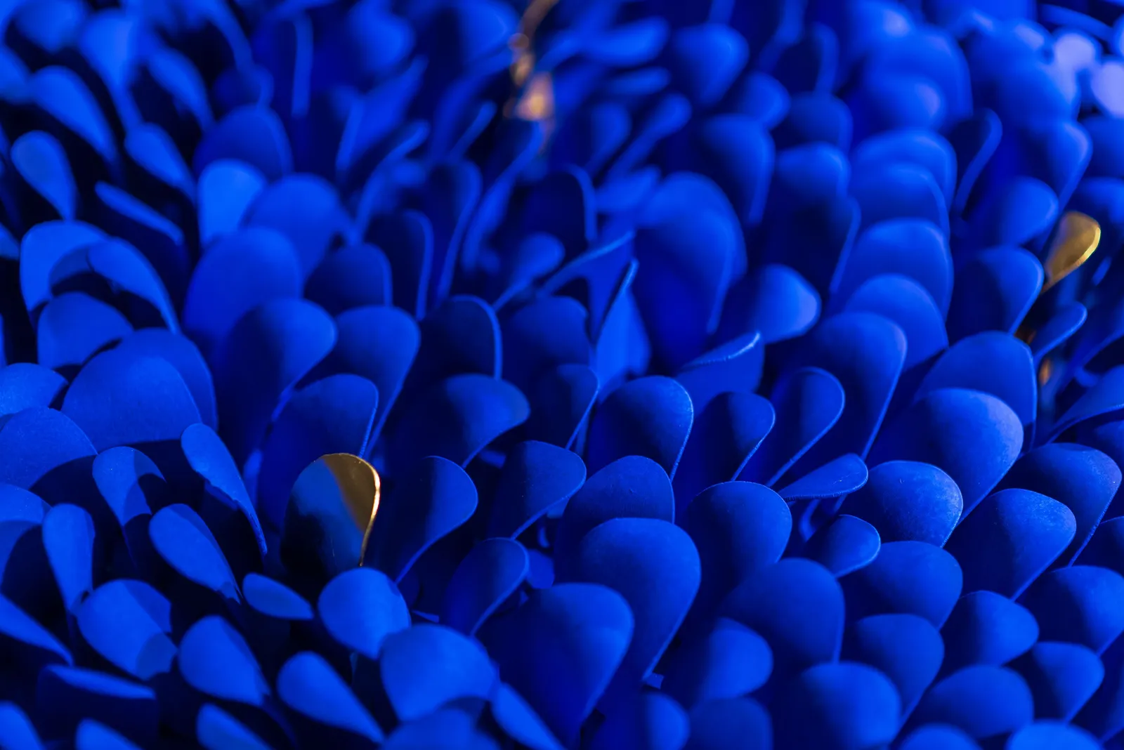 ANS PULLENS, WAVE INTENSE BLUE TOUCH OF GOLD