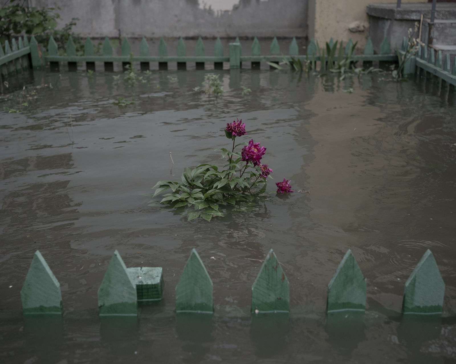 Johanna-Maria Fritz, A peony bush submerged in floodwater on Korabel, 2023