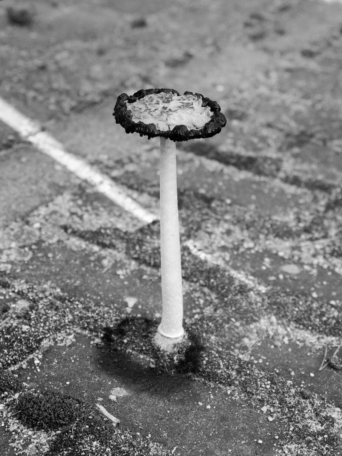 Tobias Kruse, #017, 2019