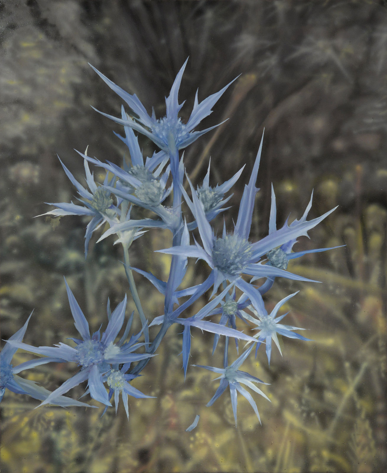 Tom Solty, Thistle in bloom, 2023