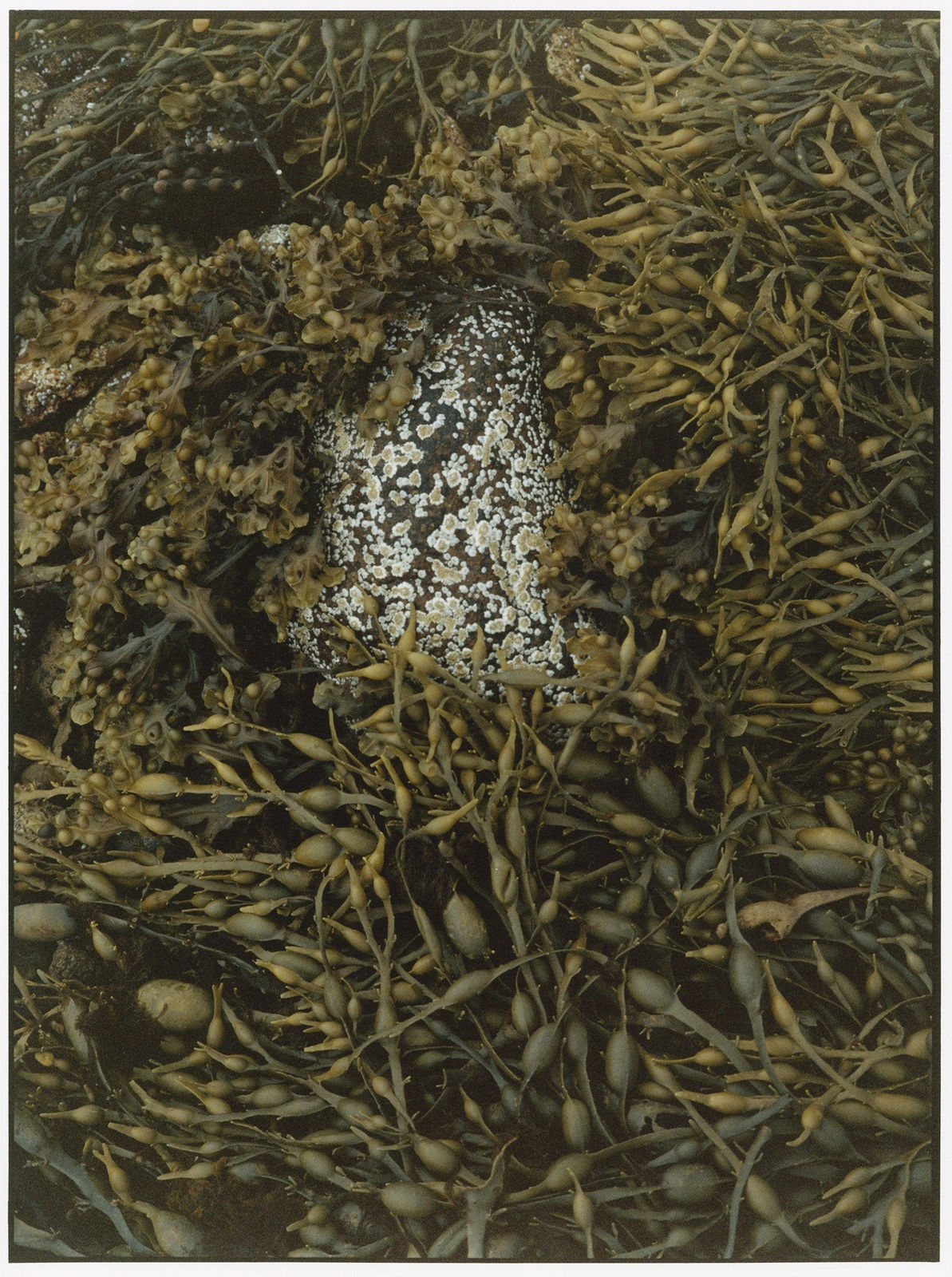 Rid Burman, Conception I, 2022