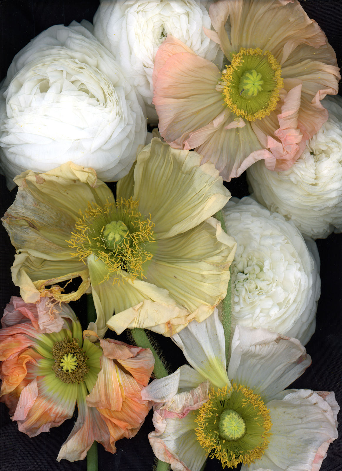 Katharina Von Flotow, Summer Snow