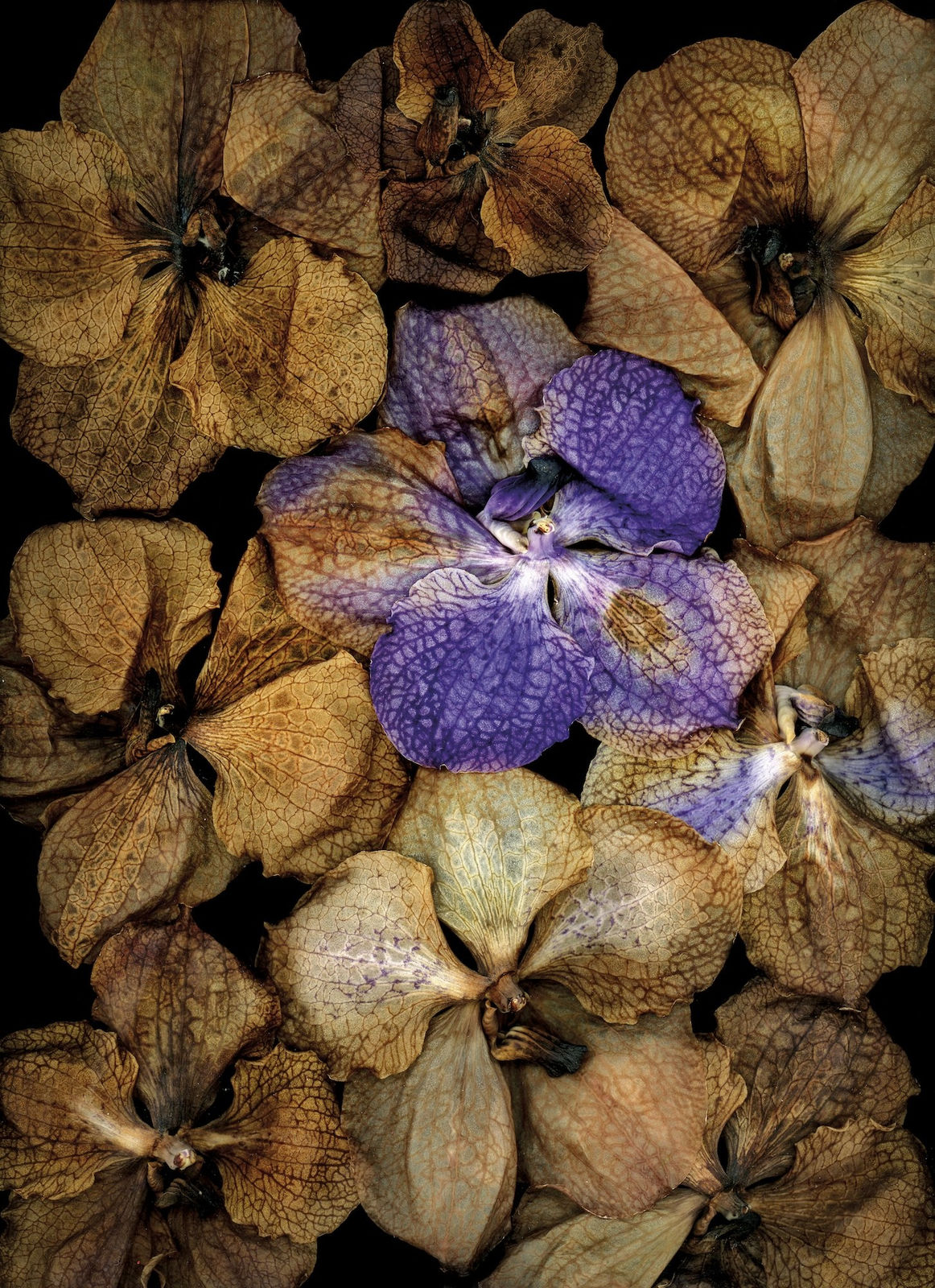 Katharina Von Flotow, The wall of colour 2