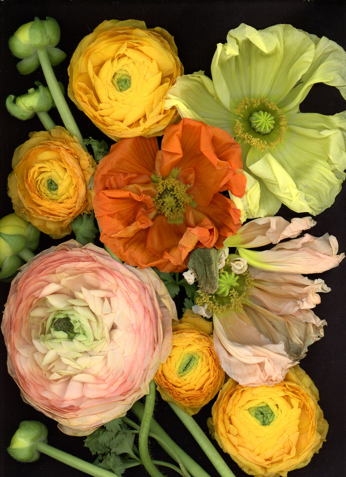 Katharina Von Flotow, Freestyle Anemones