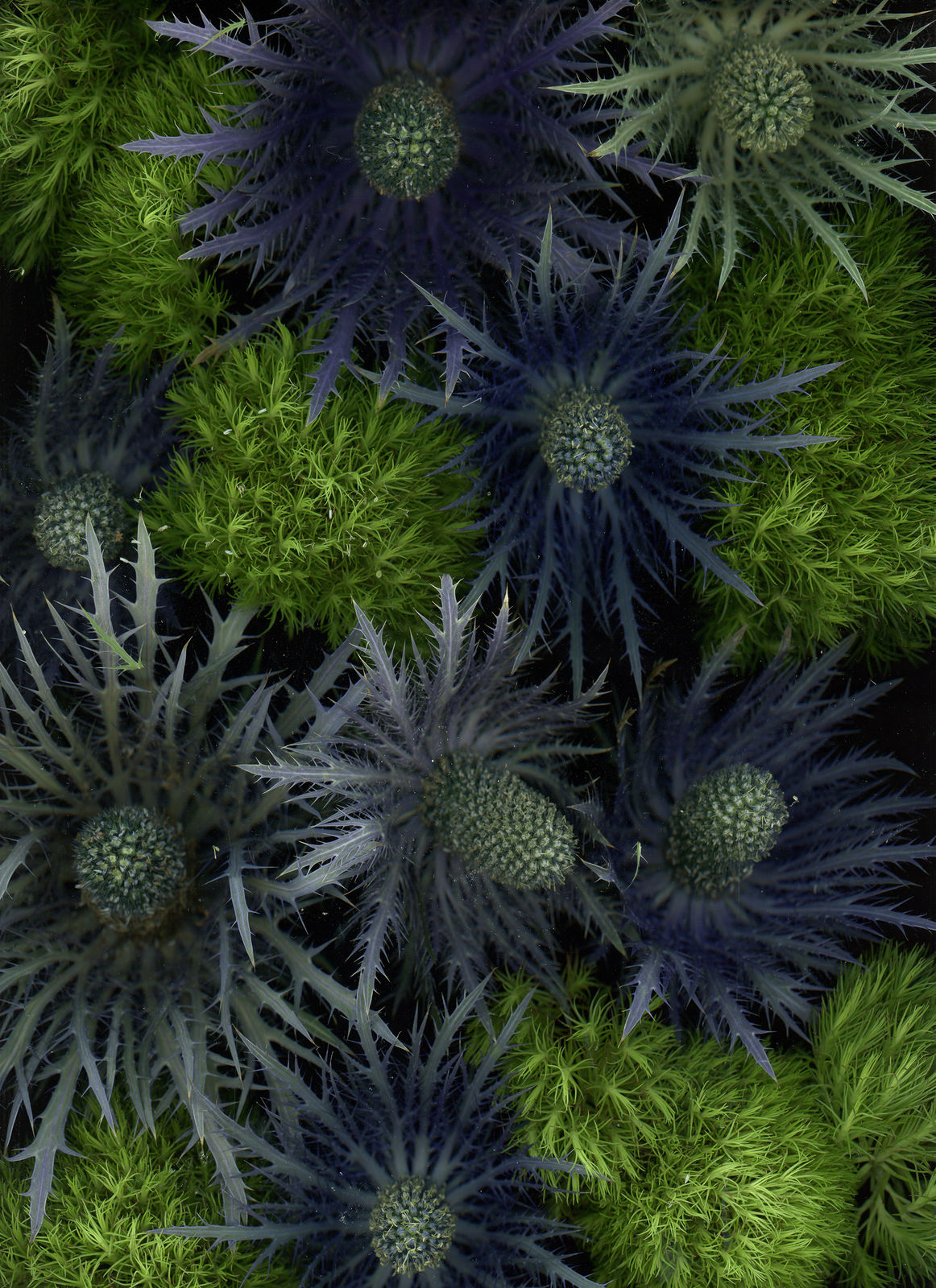 Katharina Von Flotow, Underground