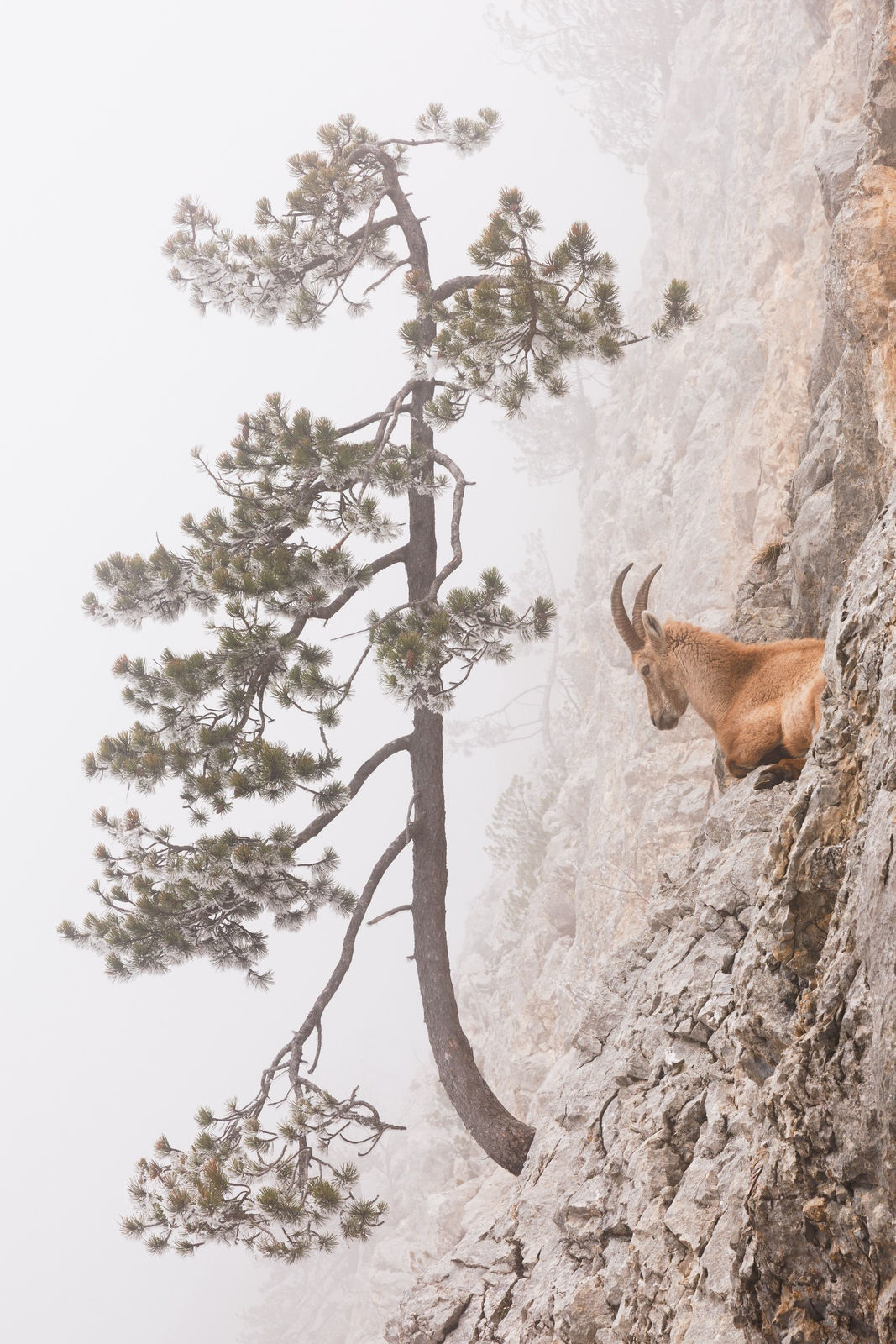 Alexandre Deschaumes, Le Monarque des Falaises. Haute-Savoie, France