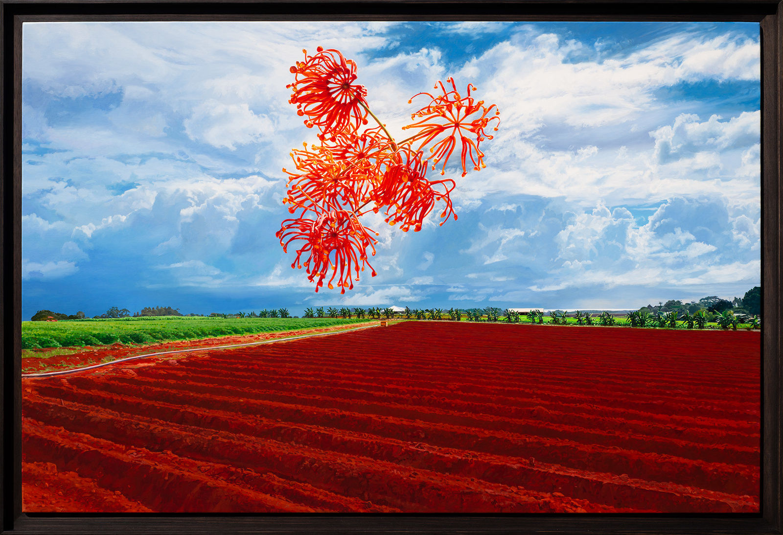 Hobie Porter, The Big Scrub (Stenocarpus sinuatus), 2022