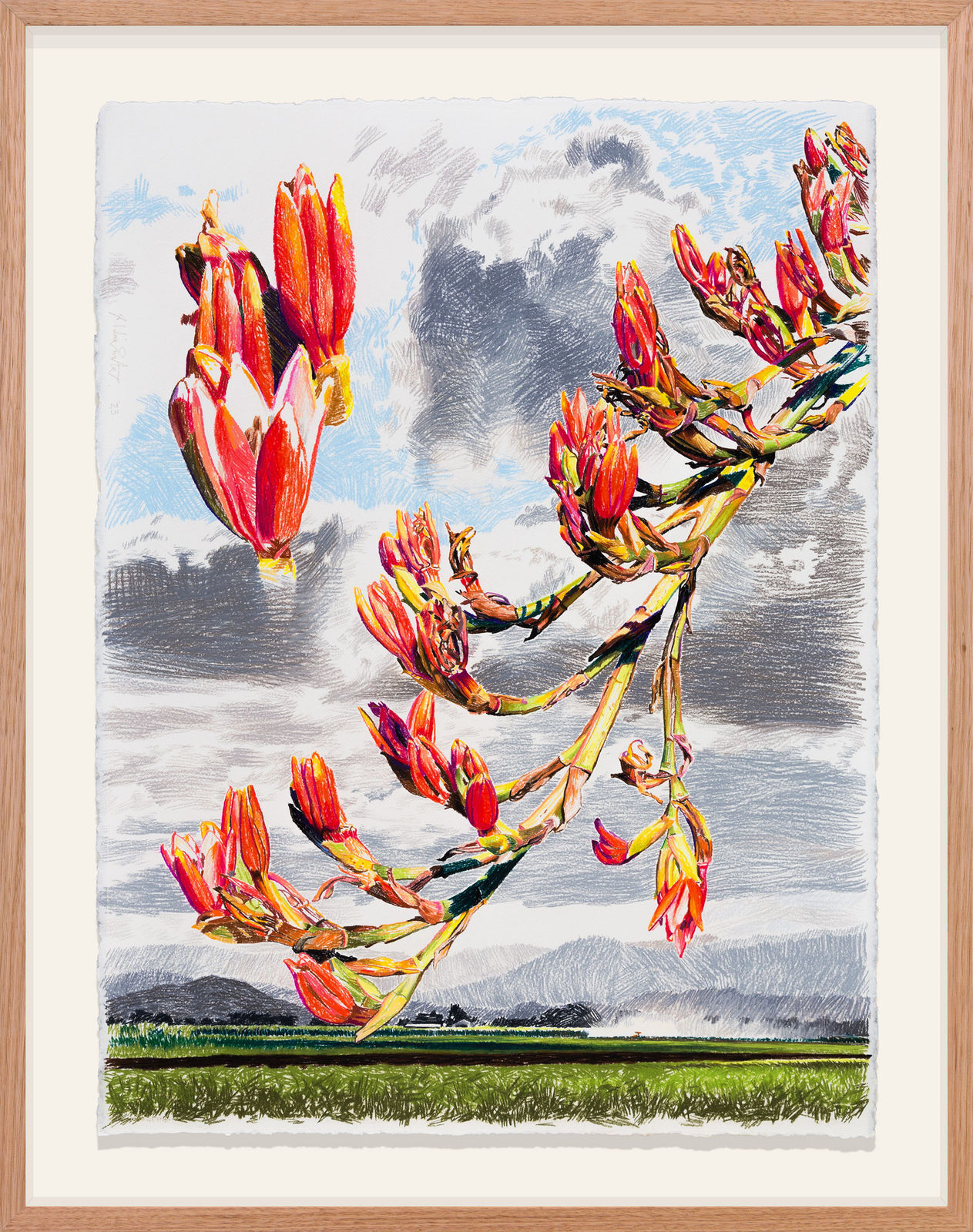 Hobie Porter, Introduced Habitats for Native Flora: Doryanthes Palmeri III, 2023