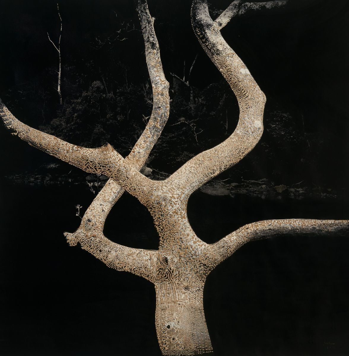 Joshua Yeldham, Surrender Tree – Black Moon (Ed. of 9), 2017