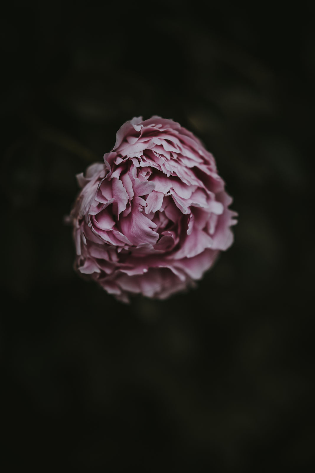 Katrina Forrest, Untitled, 2013