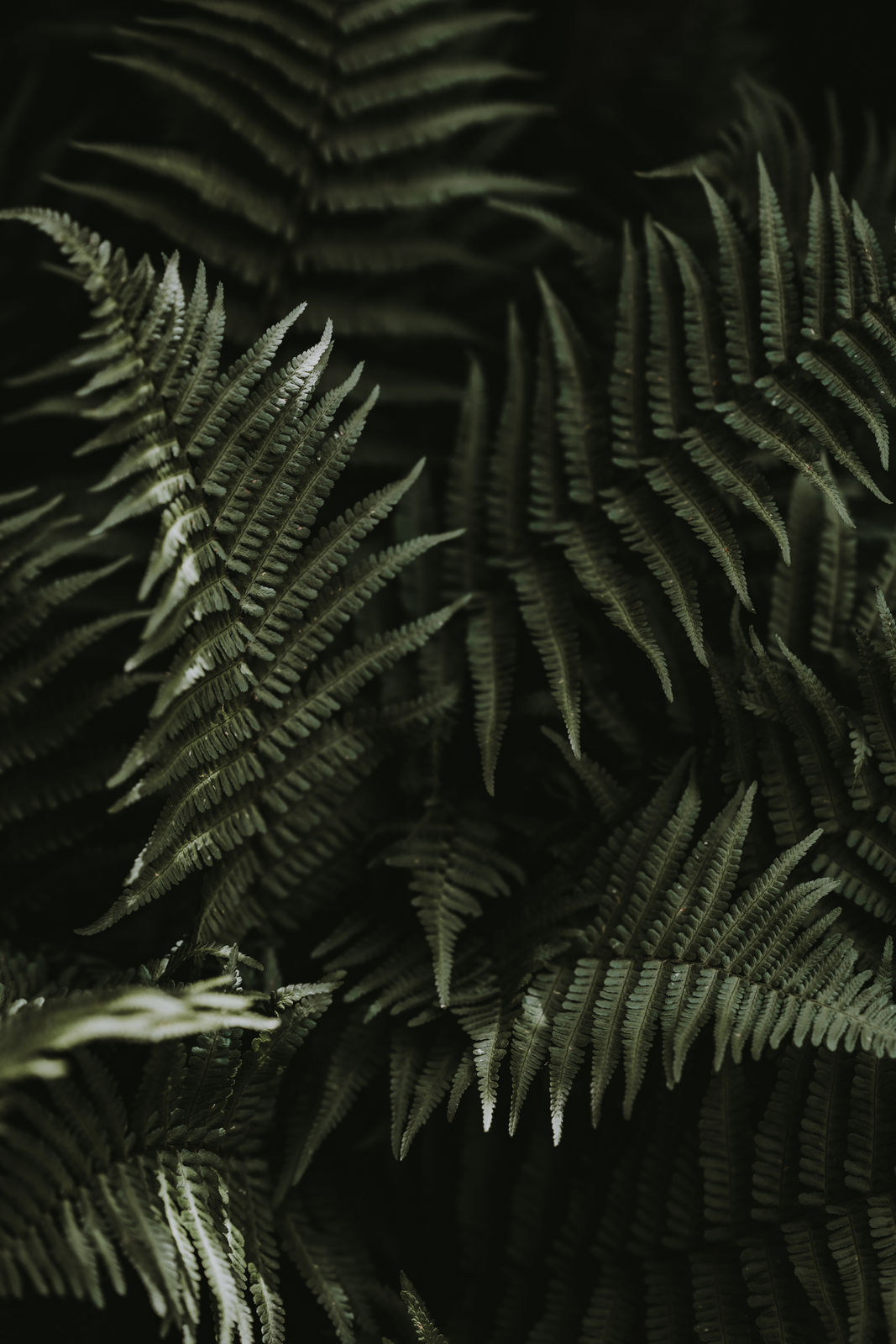 Katrina Forrest, Untitled, 2013