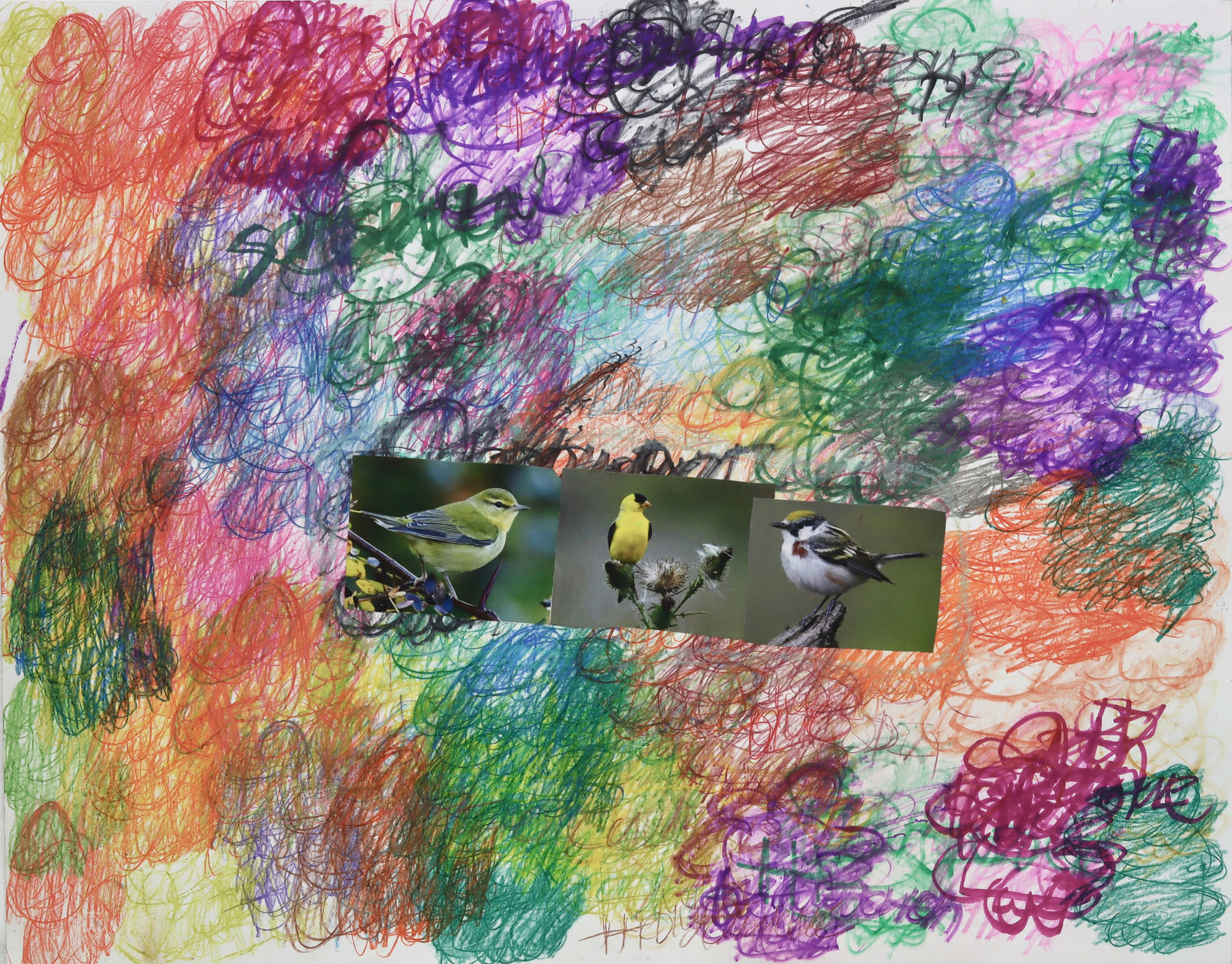 Lawrence M., Baby Chestnut Sicled Warbler, 2022