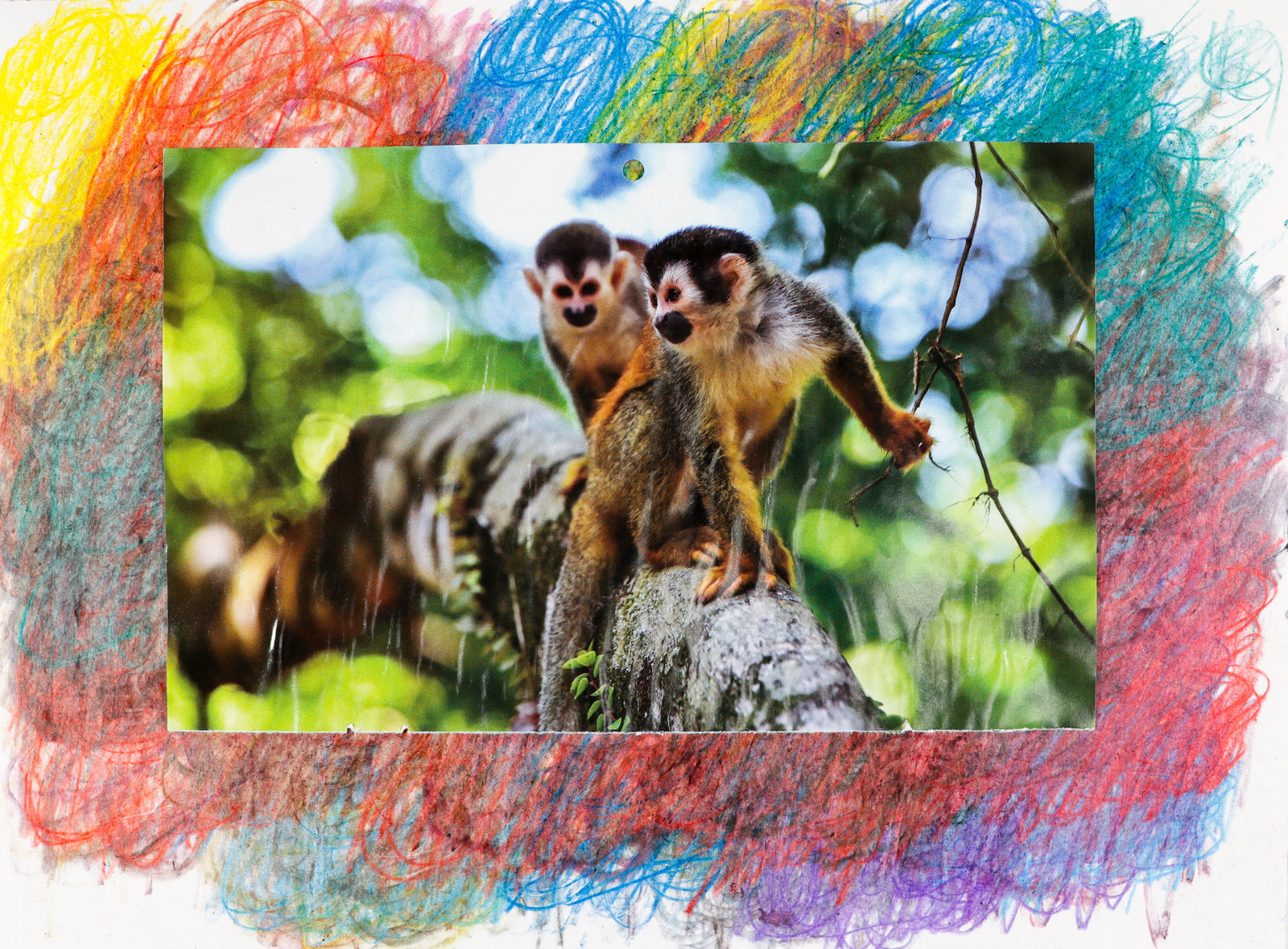 Lawrence M., Baby Squirrel Monkey, 2023