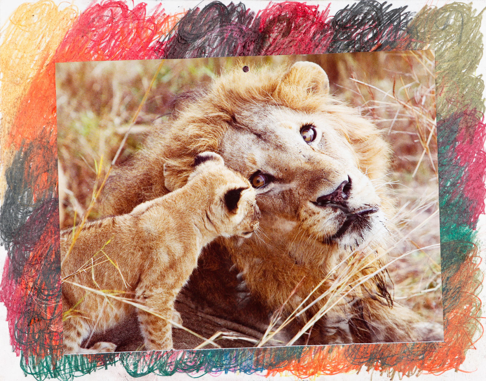 Lawrence M., Yellow African Lion, n.d.