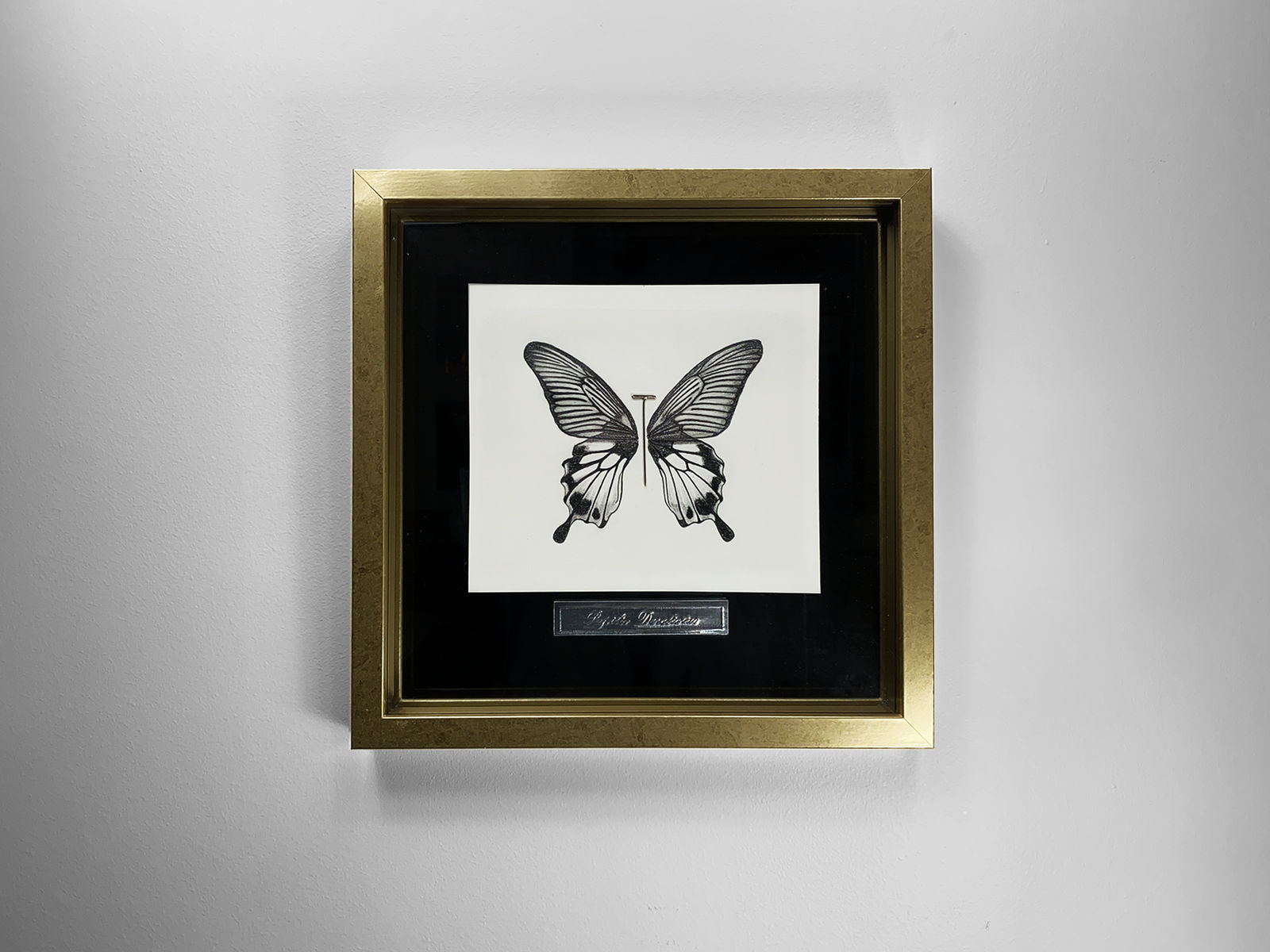 Bernardo Vallarino, Papilio Derilectus - Burmah, 2022