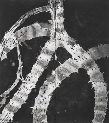 Madeline Irvine, Walking Tree