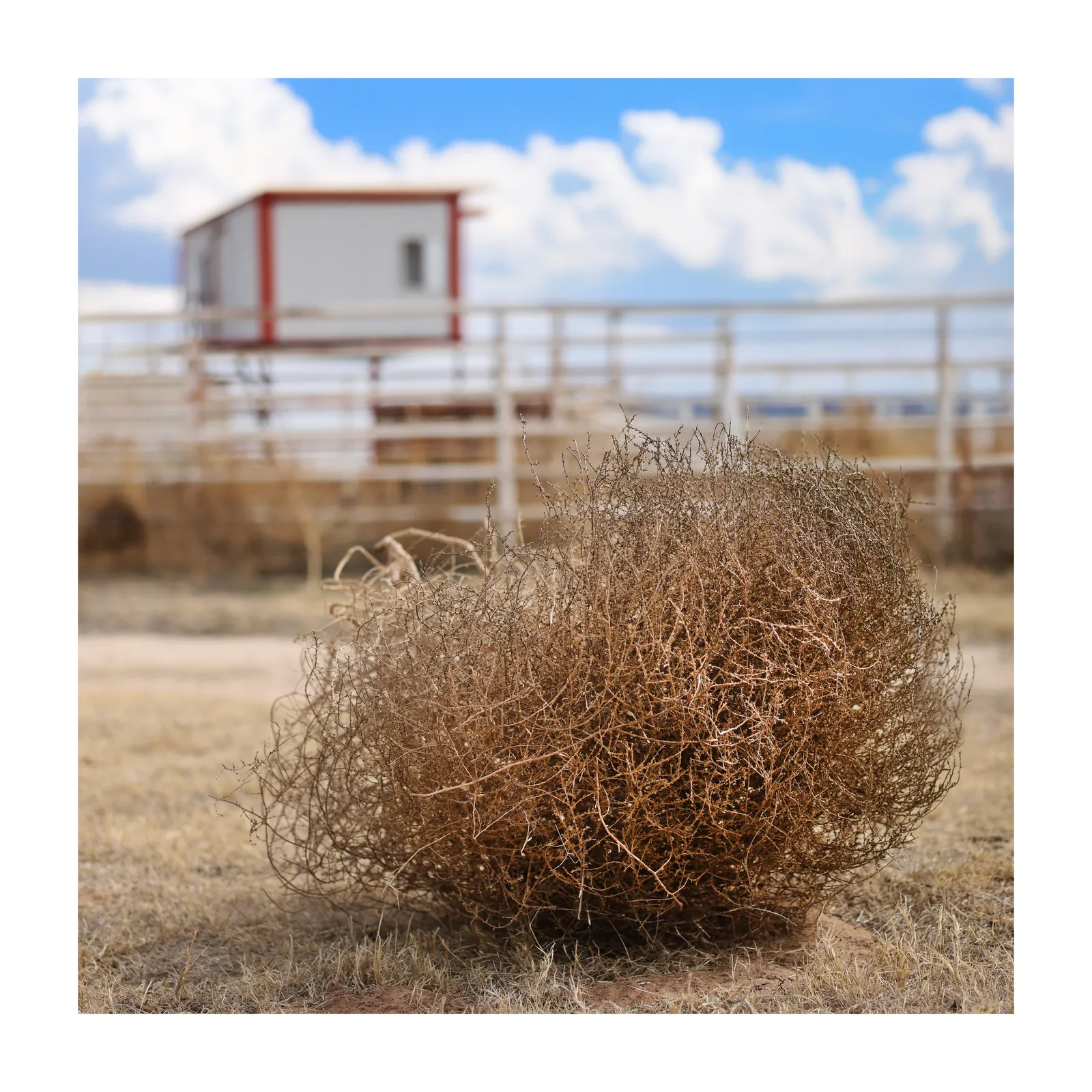Jill Johnson, Muleshoe Roping Club, 2026