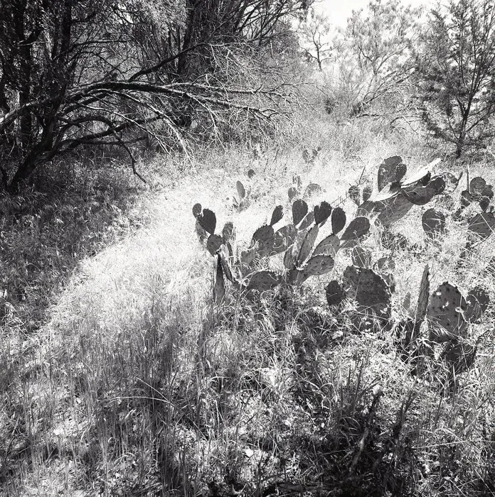 Martha Peters, Prickly Pear (Burnet County, Texas), 2021