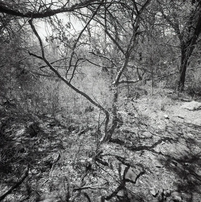 Martha Peters, Tree Shadows (Burnet County, Texas), 2021