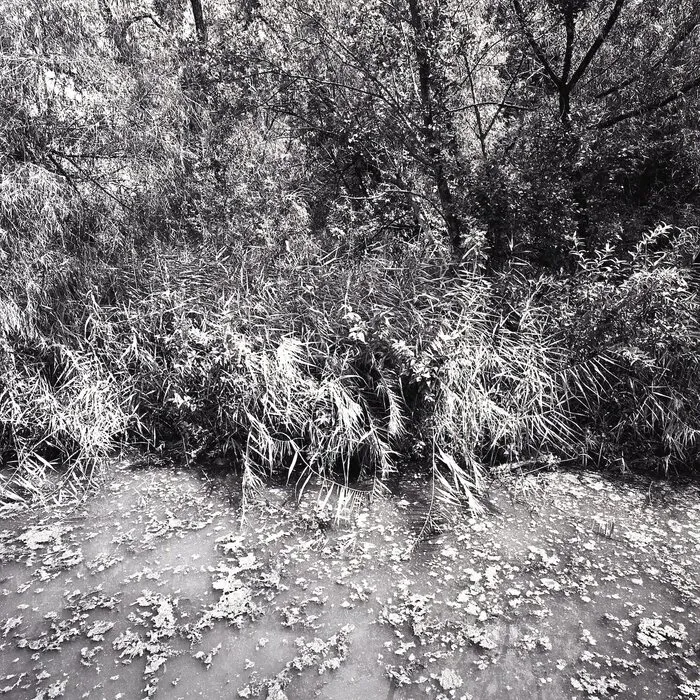 Martha Peters, Weeping Reed (Tarrant County, Texas), 2020