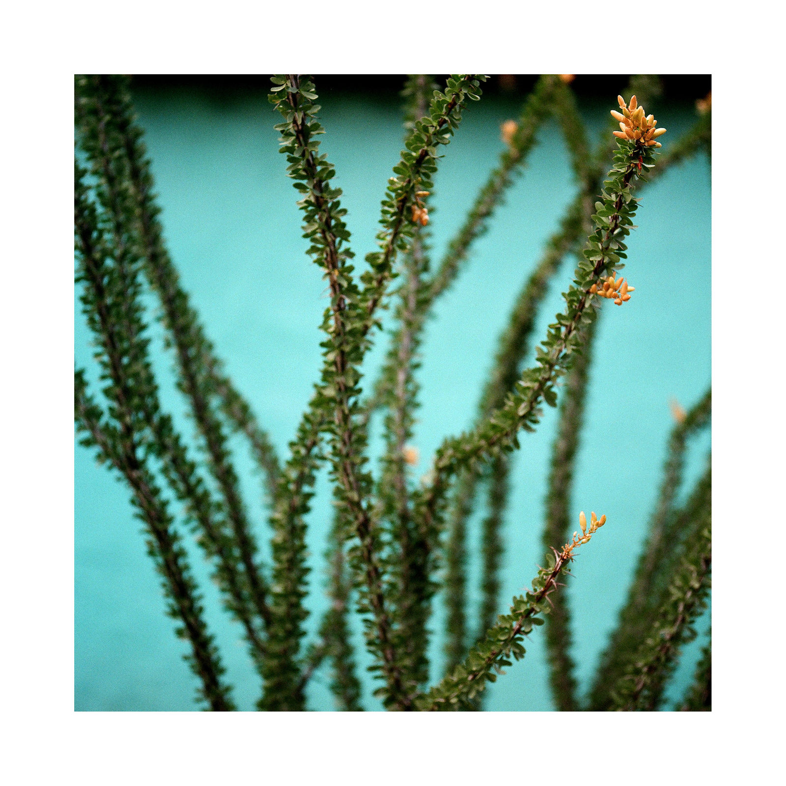 Jill Johnson, Ocotillo, Marathon, TX, 2022