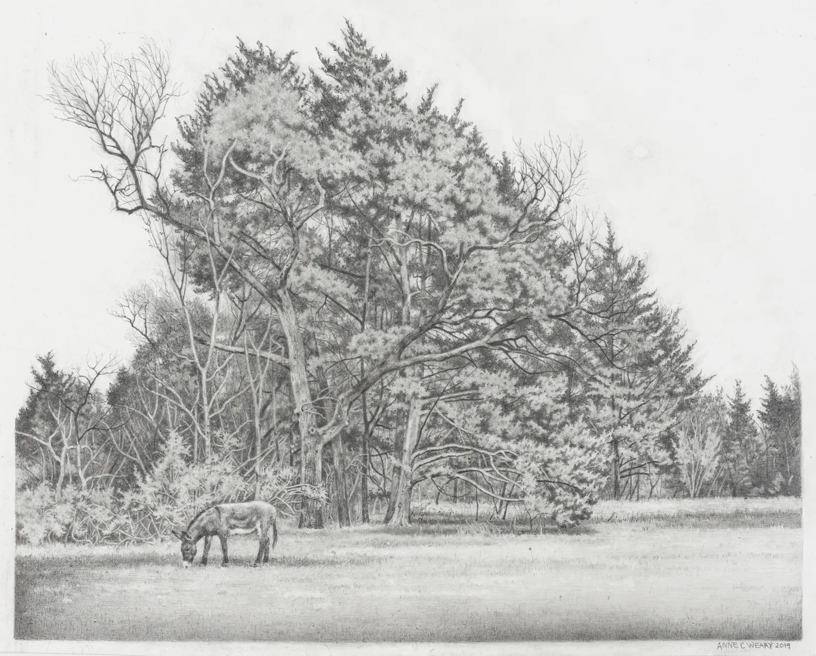 Anne Weary, Pepe's Place, 2019