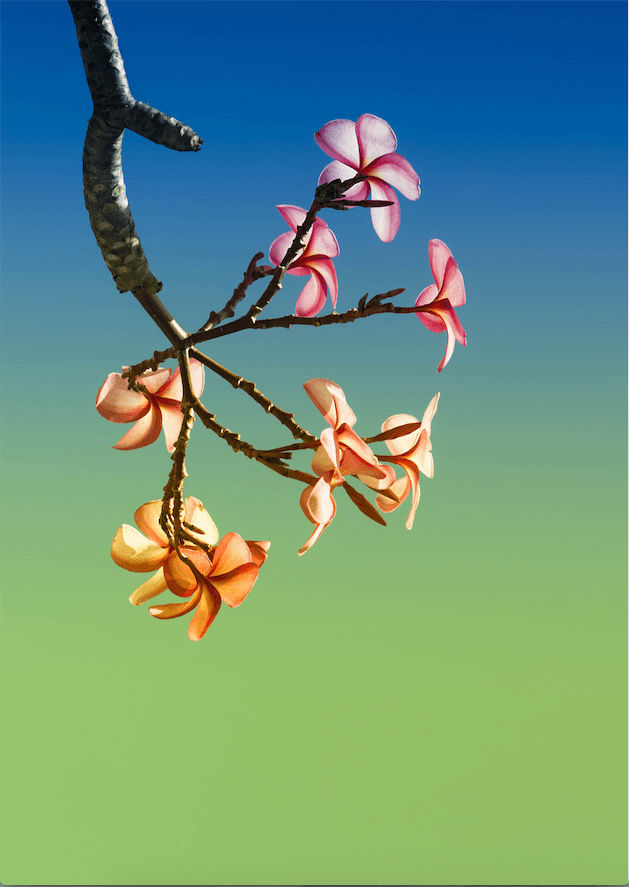 Namsa Leuba, Tiare from the series "illusion" made in Tahiti , 2019