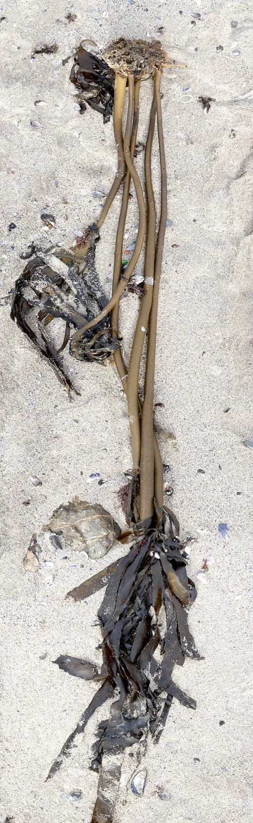 Paula Anta, Kelp 02, 2025