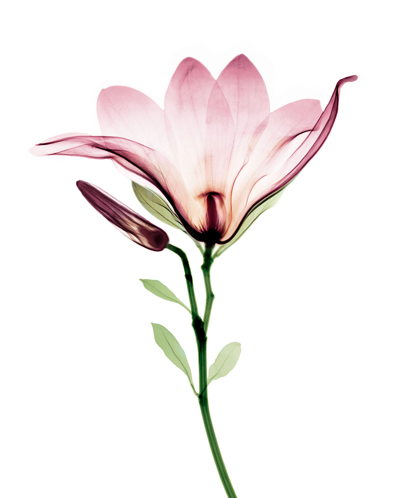 Bryan Whitney, Magnolia