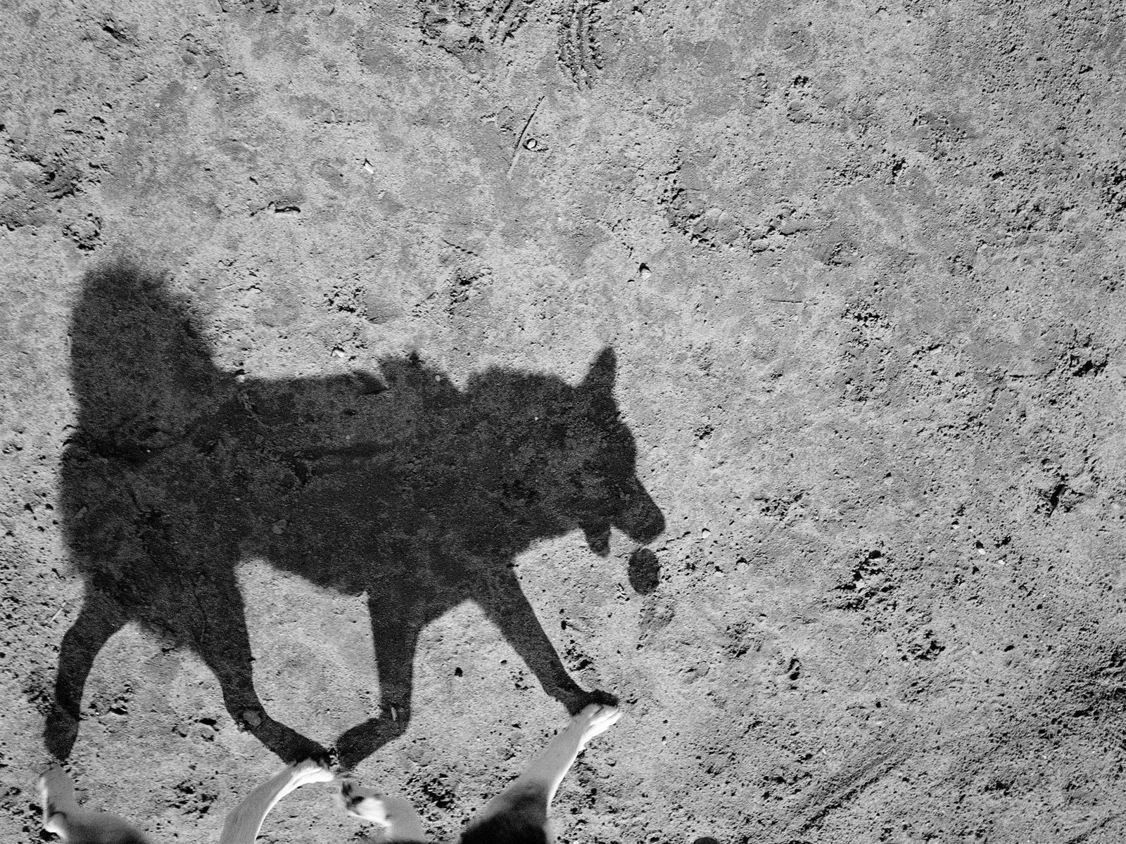 Tom Roma, 10.D31, 2012