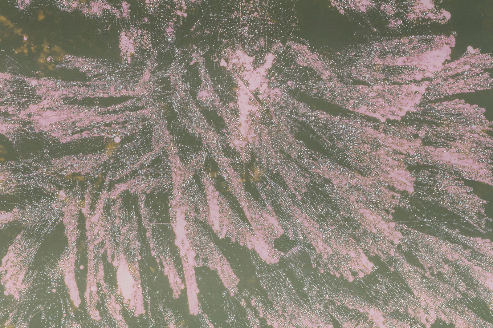 Elena El Asmar, Arioso Operoso, 2018