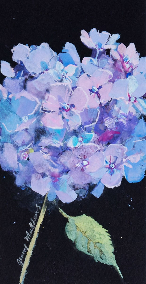 Jenny Matthews, Blue Hydrangea