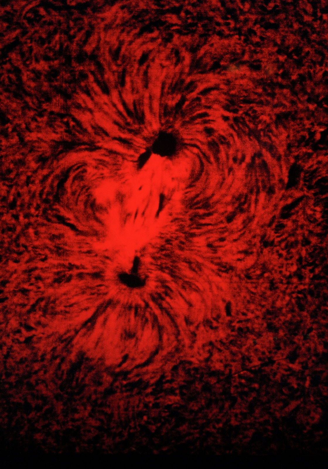 Chen Zhe 陈哲, An Expansion of Kobo Abe’s “The Red Cocoon”, Experiment II 3 对《赤之茧》的拓写尝试之二 3, 2016