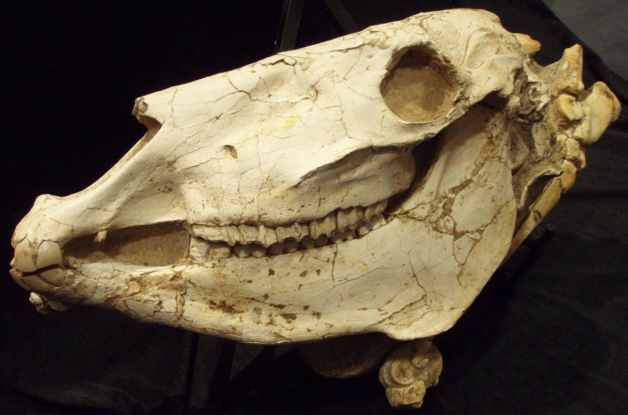 Fossil Of An Animal Head, 60000000 BCE - 20000000 BCE