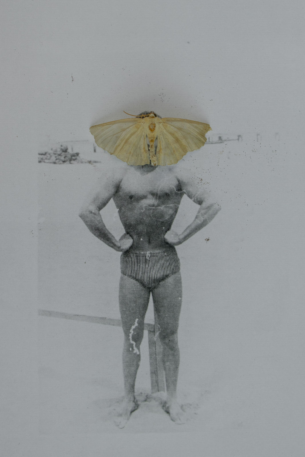 Andrea D'Marco, De capullo a recuerdo, 2025